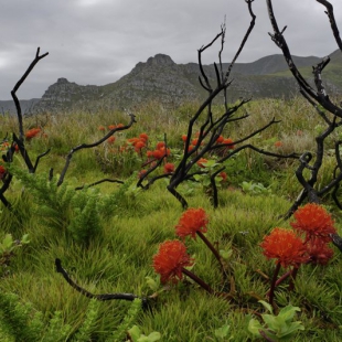 Haemanthus canaliculatus